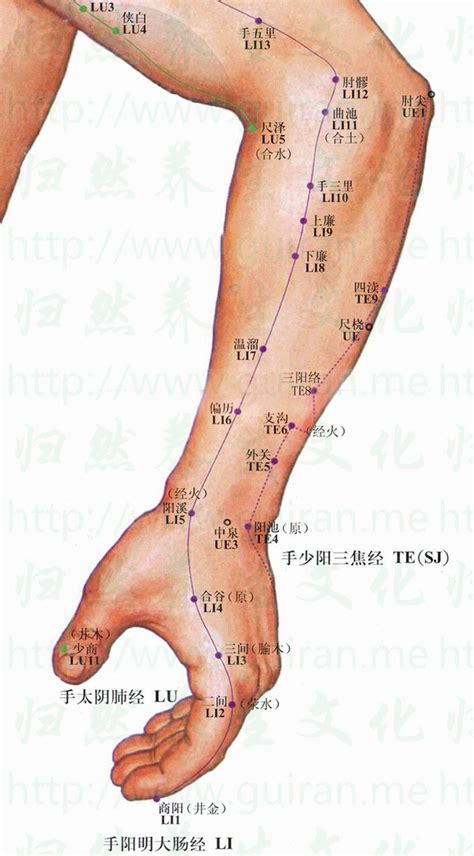 手三里穴位置 手三里穴痛 穴道按摩與穴位引導經絡功效圖解 手三裏穴 經絡穴位按摩點點讚 養生保健diy真簡單