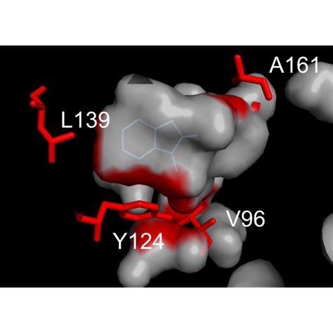 Karrikin And Strigolactone Signaling Specificity Nelson Lab UCR