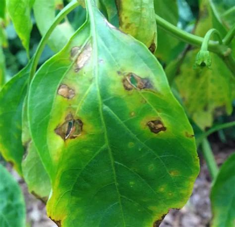 Pathogen Profile Xanthomonas Euvesicatoria Healthy Hydroponics