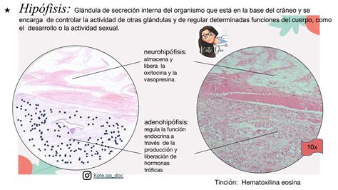 SOLUTION Histolog A Pr Ctica 14 Sistema Endocrino Pptx Studypool