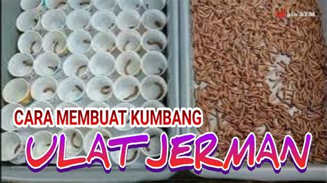 Cara Membuat Kumbang Jerman Cara Ternak Ulat Jerman Untuk Pemula YouTube