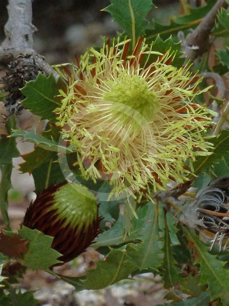 Dryandra Quercifolia Oak Leaf Dryandra Information Photos