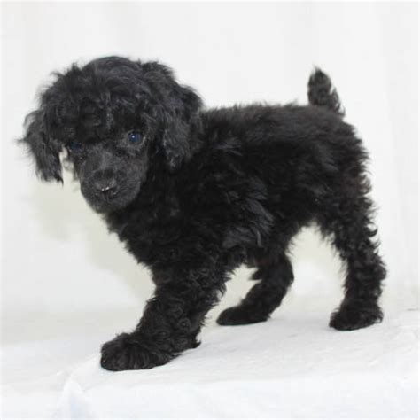 Black Poodles & Black Poodle Puppies For Sale