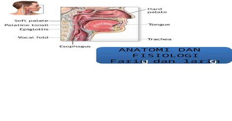 Pptx Anatomi Fisilogi Laring Faring Pdfslide