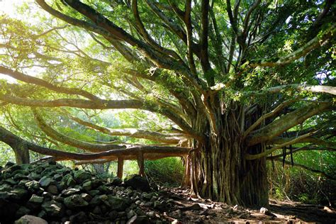 9 Species Of Fig Ficus Trees For Indoor And Outdoor Gardening