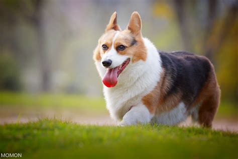 【柯基犬摄影图片】福州生态摄影摄影师阿乐太平洋电脑网摄影部落