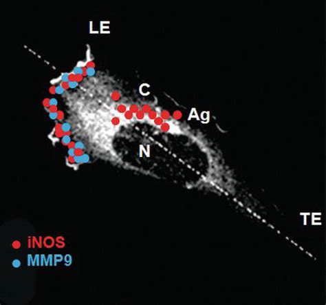 From Nitric Oxide Toward S Nitrosylation Expanding Roles In Gametes