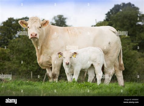 Charolais Beef Cow And Calf Stock Photo Alamy