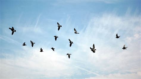 Qual O Coletivo De Aves - Qual o coletivo de “pássaro”? | Guia do Estudante