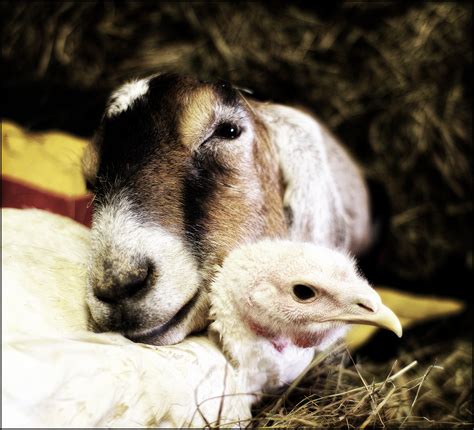 8 Farm Animal Couples That Prove Love Knows No Species! | Animals