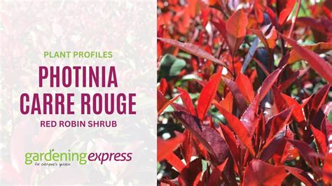 Photinia Carre Rouge Red Robin Shrub YouTube