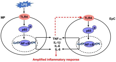 Mechanisms Of The Lipopolysaccharideinduced Inflammatory Response In