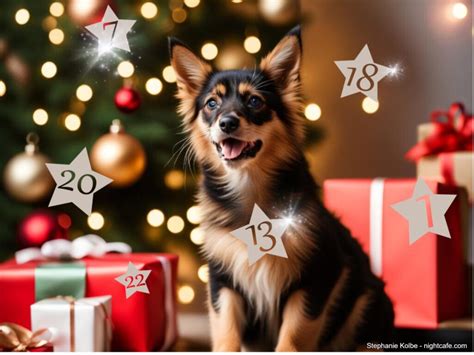 Schnell Zuschlagen Festliche Adventskalender F R Hunde Katzen Jetzt