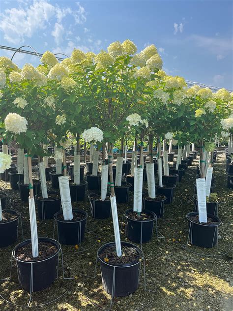 Hydrangea P Limelight Hydrangea Tree Form Browns Nursery