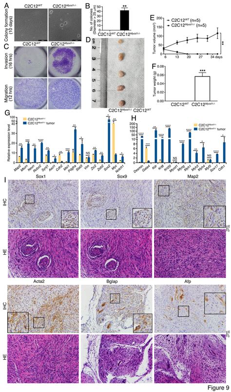 Characterization Of Tumorigenicity And Differentiation Potential Of Wt Download Scientific