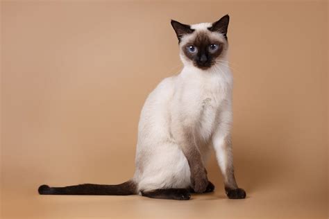 Seal Point Siamese Info Pictures Origin And More Catster