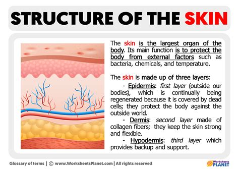 Structure Of The Skin