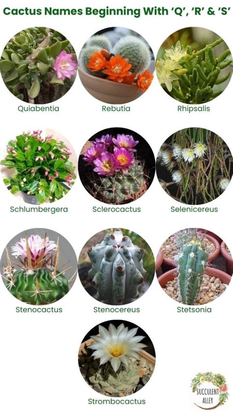 1 000 Types Of Cactuses With Pictures Cactus Identification Chart