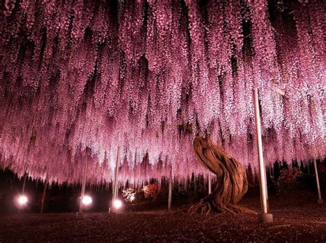 I Alberi Pi Belli Del Mondo Bigodino