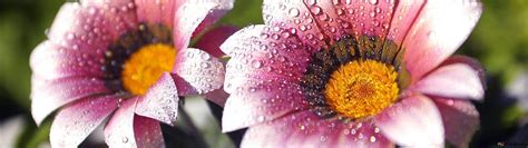 Flowers with raindrops HD wallpaper download