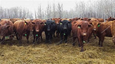 Beef Market Update Volatility In U S Cattle Markets Contrasts Gains