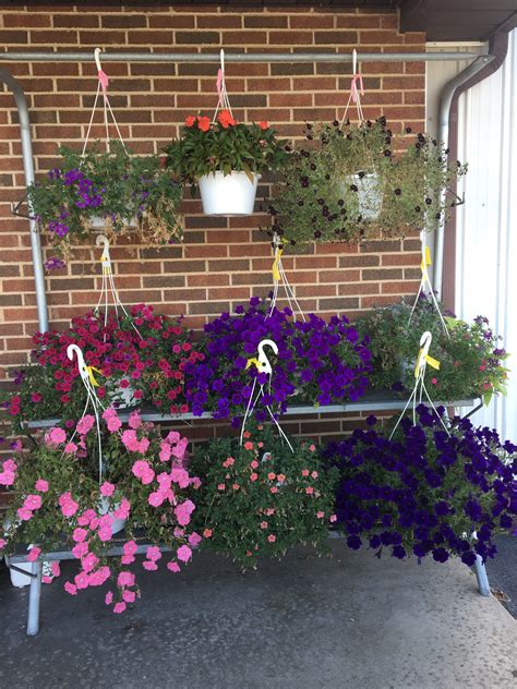 Hanging Baskets - Catoctin Mountain Orchard - Catoctin Mountain Orchard