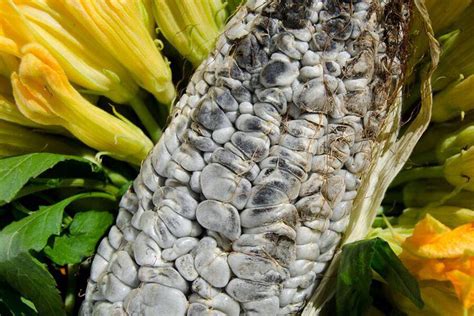 Cinco Recetas Con Huitlacoche Para Disfrutar Todo El Sabor Del