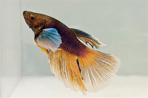 Super Delta Betta Betta Breeding And Considerations Bettafish The