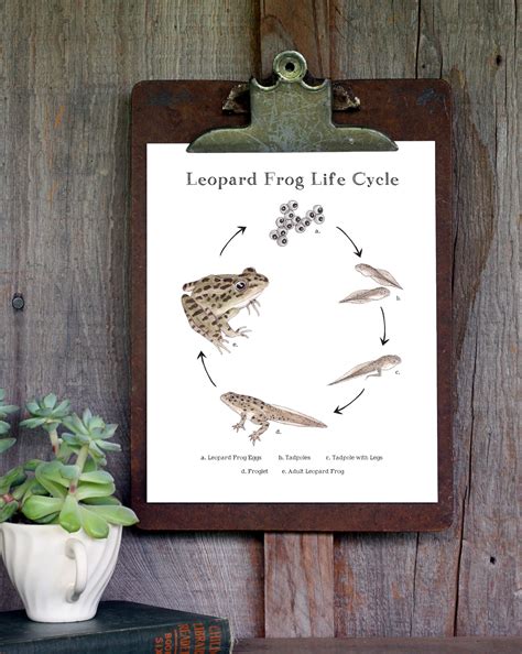 Leopard Frog Life Cycle, Educational Printable Art - A4 and 8x10