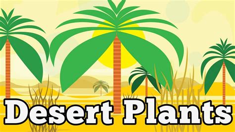 Desert Plants For Kids