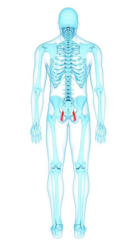 Pelvis Muscles Photograph By Sebastian Kaulitzki Science Photo Library