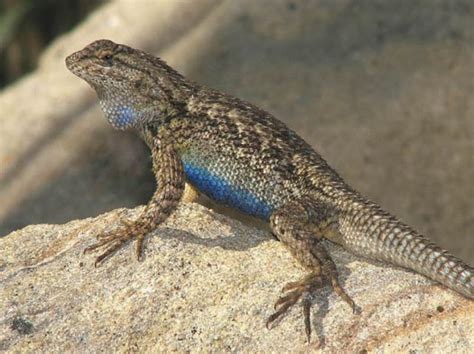 Western Fence Lizard Nature Collective