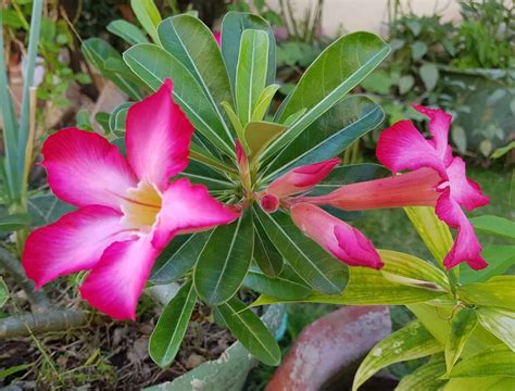 Desert Rose Flower: Everything you Need to Know - Plants Craze