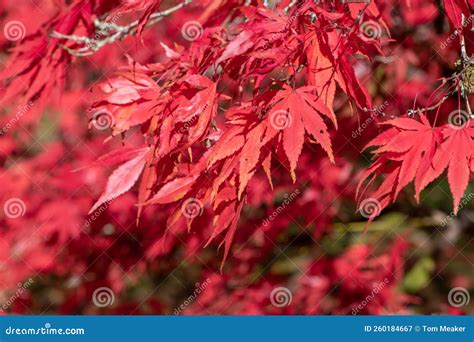 Japanese Maple Acer Palmatum Tree Stock Image Image Of Foliage Environment 260184667