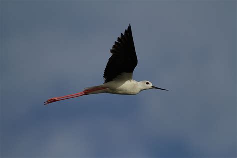 Chasse Blanche Daniel Magnin Photographe Nature