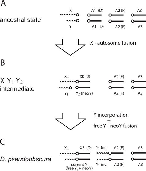 Updated Model For The Origin Of D Pseudoobscura Sex Chromosomes