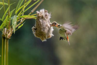 Feeding By Ajar Setiadi