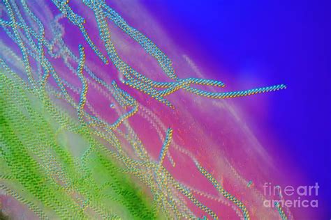 Spirulina Cyanobacteria Photograph By Frank Foxscience Photo Library