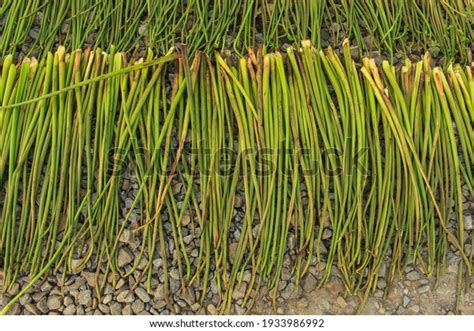 Drying Green Water Hyacinth Eceng Gondok Stock Photo 1933986992