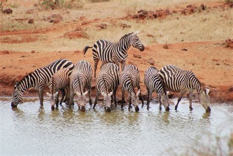 Zebra Herd Stock Image - Image: 12492571