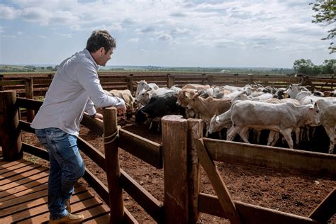 Bovinocultura brasileira uma gigante em expansão e modernização