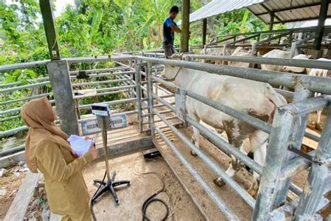 UPT BPTP Kota Cirebon Hadirkan Posyandu Sapi Untuk Cegah PMK Dan LSD