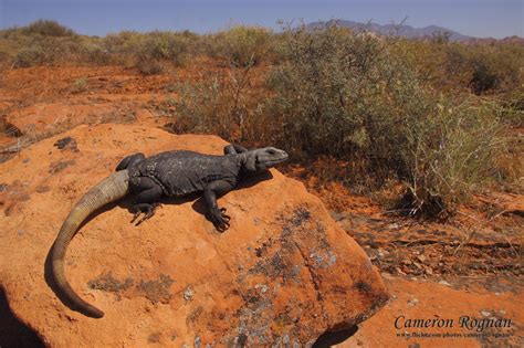 Chuckwalla Lizard Archives - Wild About Utah