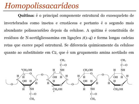 As Macromol Culas Que Desempenham Uma S Rie De Fun Es No Organismo E