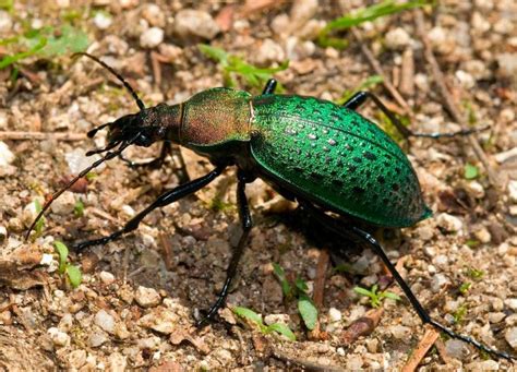 Жужелица: описание, где обитает, чем питается, сколько живет