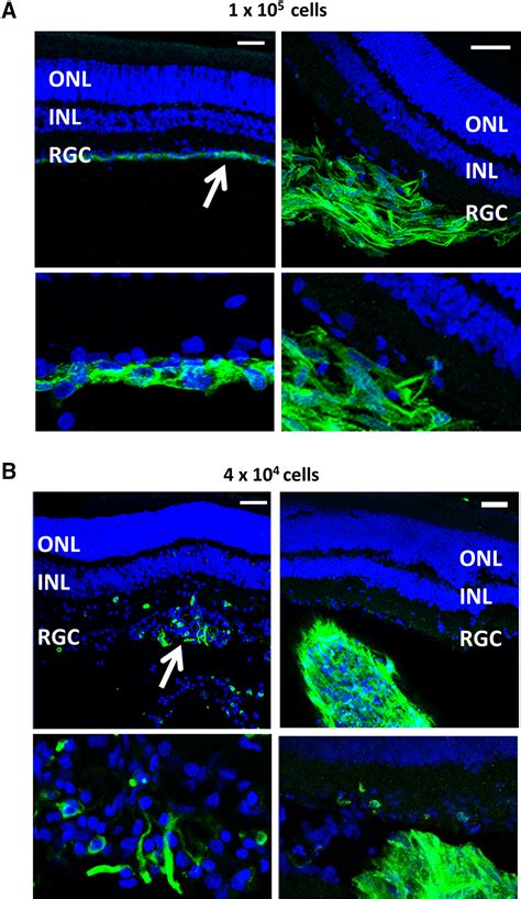 Phenotypic And Functional Characterization Of Müller Glia Isolated From