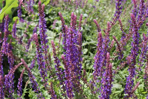 33 Popular Types Of Salvia Plants To Grow