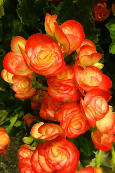 How To Keep Begonias Over Winter 1 Best Tips