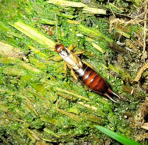 European Earwig Complex From 8960 Randers Danmark On November 3 2023