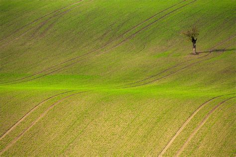 Green Grass Grassland Free Photo On Pixabay